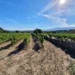 D Vinha Safail Serra da Estrela