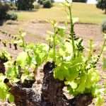 Bodega a Pie de tierra