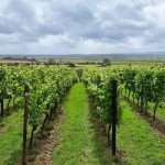 Wine-Cellar-Door-2026-henners-vineyard-1