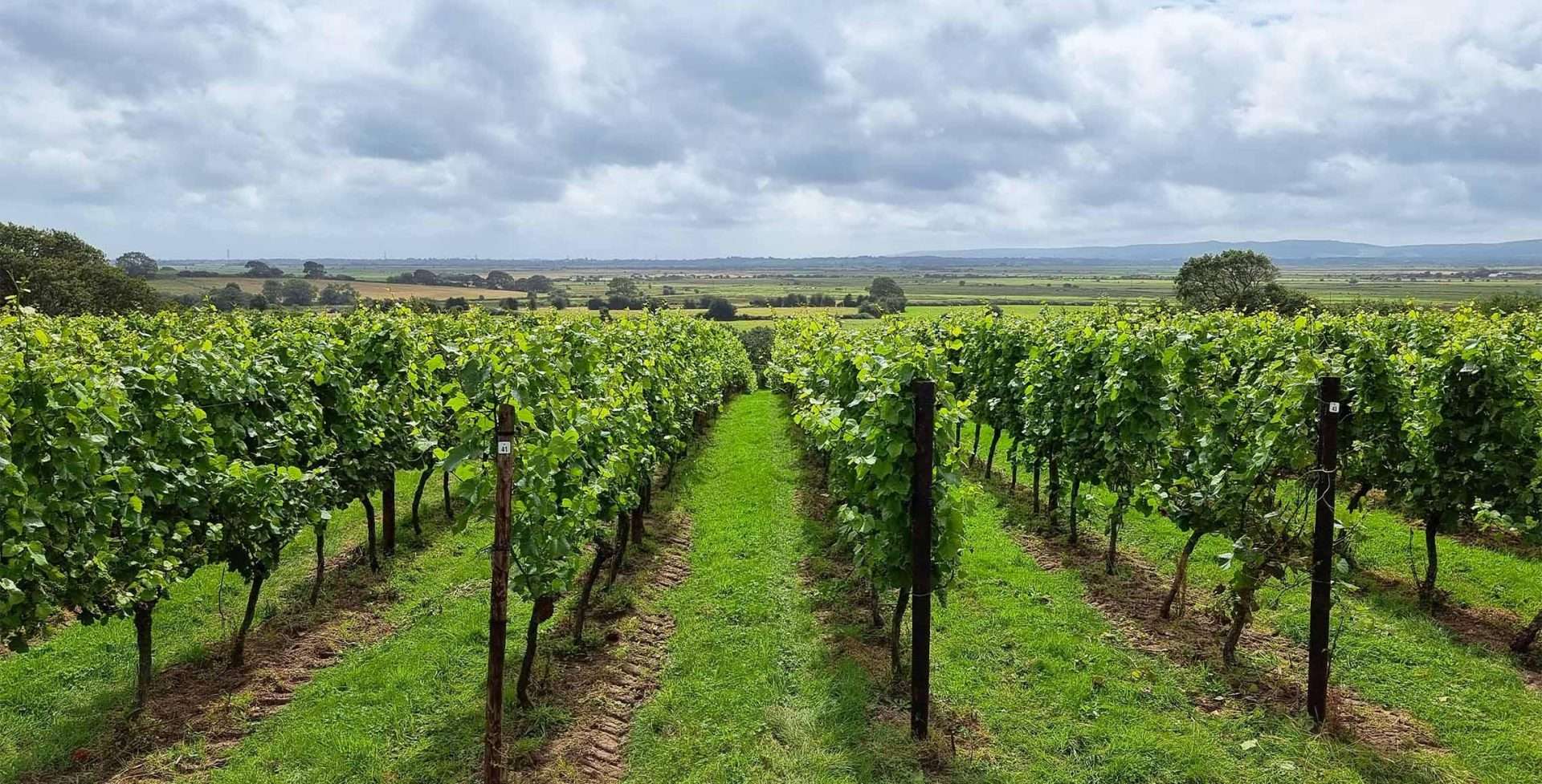 Wine-Cellar-Door-2026-henners-vineyard-1