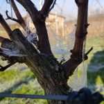 bodega-bat_gara-txakoliuno-2