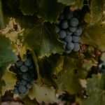 fabregas-banner-vino-uvas