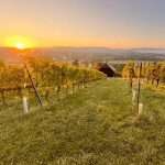 weingut-riehen-weingut_1920